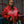 Load image into Gallery viewer, Fly Geenius × Vanson Bomber — Harlem [Red]
